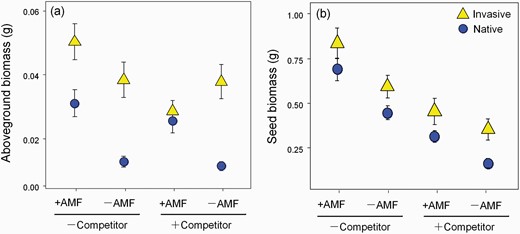 Aboveground biomass (a) and seed biomass (b) of P. virginica (invasive populations, yellow triangles; native populations, blue dots) under AMF treatment (presence: +AMF or absence: −AMF) and competition treatment (grown with competitor: +competitor or without competitor: −competitor). Values are mean ± 1 SE.