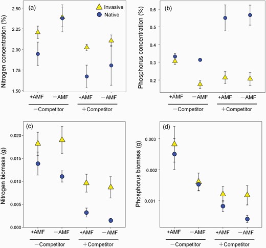 Nitrogen (a) and phosphorus (b) concentration and nitrogen (c) and phosphorus (d) biomass (mean ± SE) of P. virginica (invasive populations, yellow triangles; native populations, blue dots) under competition treatment (grown with competitor: +competitor or without competitor: −competitor). Values are mean ± 1 SE.