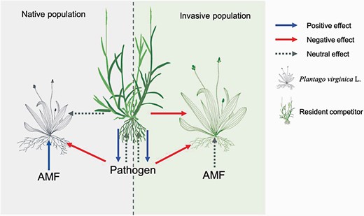 Speculated competition feedback model for invasive and native populations of Plantago virginica. Both invasive and native populations may be adversely affected by pathogens caused by root growth of grass competitors. The positive impact of the native populations from the AMF can offset this pathogens impact, while net neutrality feedback can reduce the suppression of competitors. In contrast, invasive populations were less affected or even negatively affected by AMF, which results in net negative feedback i.e. not conducive to competition.