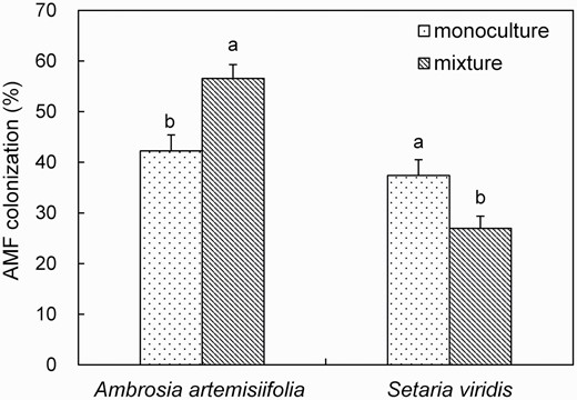 AMF colonization (%) in roots of exotic Ambrosia artemisiifolia or native Setaria viridis when grown in the monoculture of A. artemisiifolia or S. viridis, or in the mixture of A. artemisiifolia and S. viridis. Different letters in lower case indicate significant differences of the same plant species among different treatments at P <0.05. Error bars represent ± 1 SE of mean (n = 3).