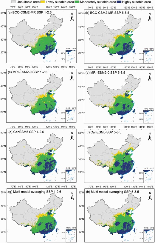 Potential suitable areas for Broussonetia papyrifera under SSP1-2.6 and SSP5-8.5 scenarios, (a, b) BCC-CSM2-MR, (c, d) MRI-ESM2-0, (e, f) CanESM5 and (g, h) multi-modal averaging.