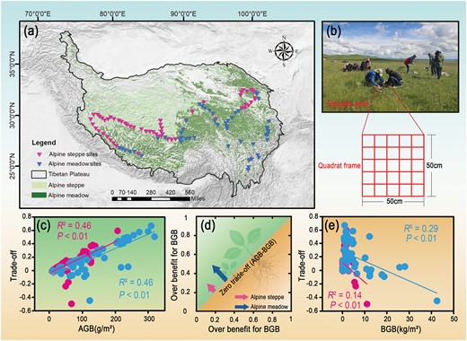 The grassland types (a) and sampling information (b) in the study area. The illustration of the trade-off between AGB and BGB in AM and AS (d). Relationships between AGB and trade-off (c), BGB and trade-off (e) in alpine grasslands.