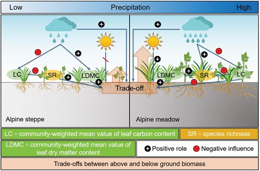 Summary conceptual model of the regulation of PCTF along the precipitation gradient in response to biomass trade-offs.
