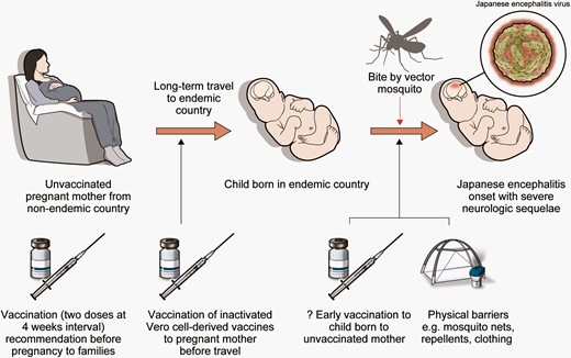 Sequence of Japanese encephalitis virus (JEV) infection in infant of traveling pregnant mother and preventive strategies. The mother was unvaccinated against JEV before moving to an endemic area. The infant was born without preventive antibodies. Bite by vector mosquito caused Japanese encephalitis in the infant. To stop the infection sequence, JEV vaccination could be done to mother before pregnancy. Also, the mother could be vaccinated during pregnancy before the travel, especially when traveling to areas of high risk. If the mother is unvaccinated until the child is born, physical barriers are recommended until the child gets routine JEV vaccination. Early vaccination may be an option but requires safety evidence in infants under 2 months old.