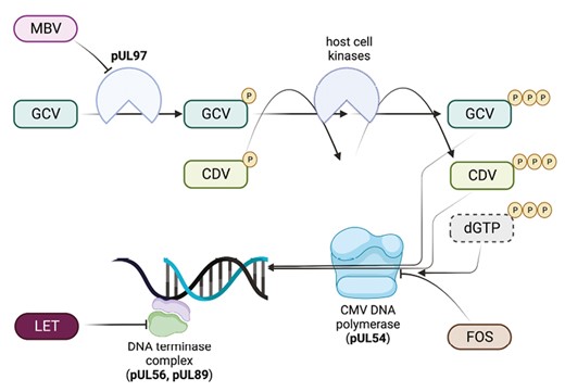 Mechanisms of activity of anti-CMV antivirals. Ganciclovir (GCV) is a nucleoside analog that requires initial phosphorylation by the viral protein kinase encoded by UL97. It is subsequently di- and tri-phosphorylated by host cellular kinases. Ganciclovir triphosphate inhibits CMV DNA polymerase (UL54) activity and also serves as substrate for the enzyme, substituting for deoxyguanosine triphosphate (dGTP) during chain elongation, slowing viral DNA synthesis. Cidofovir (CDV) is not a substrate for UL97 but is di- and tri-phosphorylated by host kinases, as with GCV monophosphate, and serves as competitive inhibitor of DNA polymerase. Foscarnet (FOS) is a noncompetitive inhibitor of CMV DNA polymerase, blocking the pyrophosphate binding site and preventing cleavage of deoxynucleotide triphosphates. Maribavir (MBV) is a potent inhibitor of the UL97 kinase, which is involved in phosphorylation of a number of viral proteins, leading to inhibition of multiple stages of CMV DNA replication, viral encapsulation, and nuclear egress. Letermovir (LET) inhibits the CMV DNA terminase complex by binding to its pUL56 subunit. The enzymatic targets are also the main sites of resistance for each drug: GCV–UL97 > UL54; CDV–UL54; FOS–UL54; MBV–UL97; LET–UL56 > UL89. Figure was made using Biorender. Abbreviations: CDV, cidofovir; CMV, cytomegalovirus; FOS foscarnet; GCV, ganciclovir; LET, letermovir; MBV, maribavir; NUC, nucleotide.