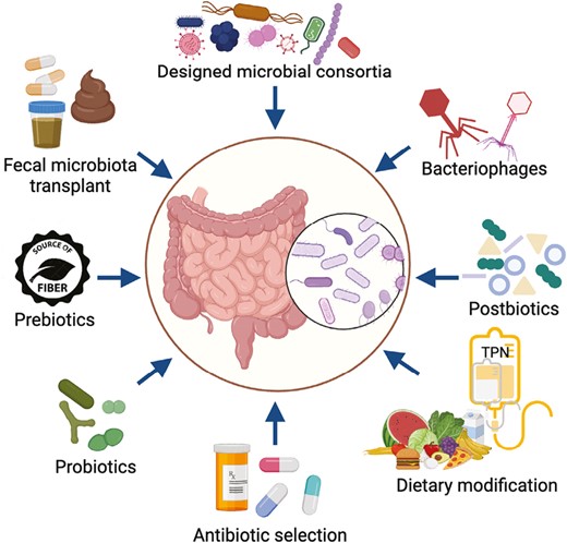 Microbiome-based interventions in development or under investigation for use in transplant recipients. Strategies that seek to directly alter the microbiome include prebiotics (nonviable substances that promote the growth of beneficial microbes), probiotics (live microorganisms that confer a potential health benefit), bacteriophages that enable targeted elimination of harmful bacteria, transfer of entire gut microbial communities through fecal microbiota transplantation, and administration of microbial consortia containing multiple live bacterial strains. Other strategies such as dietary modifications and selection of specific antibiotics for prophylaxis or treatment indirectly modify the microbiome with the potential to influence transplantation outcomes. Created with Biorender.com.