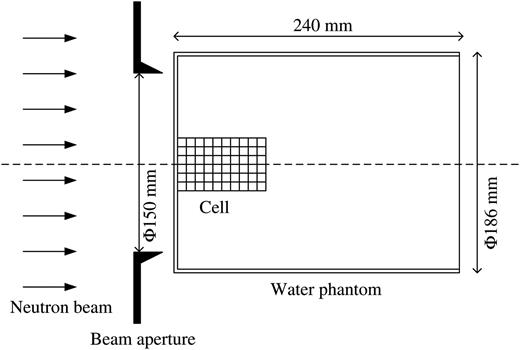 Schematic illustration of the irradiation setup of the water phantom. A container plate with cell suspensions was set on the central axis of the neutron beam. The water phantom, which consisted of PMMA filled with water, was cylindrical and had a diameter of 186 mm and a length of 240 mm. The diameter of the beam aperture was 150 mm.