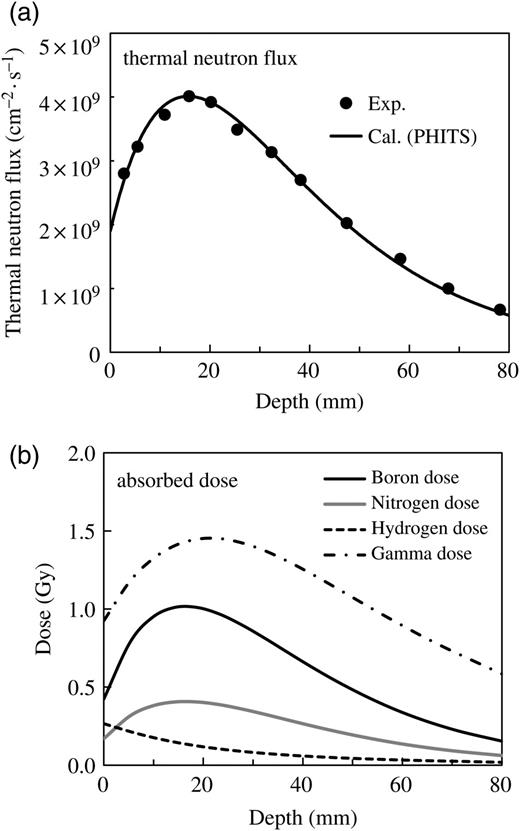Measured and calculated thermal neutron flux for the incidence of the epithermal neutron beam to the phantom (a), and the calculated contributions from each of the four dose components at a reactor power of 2 MW for 18 min irradiation (b).