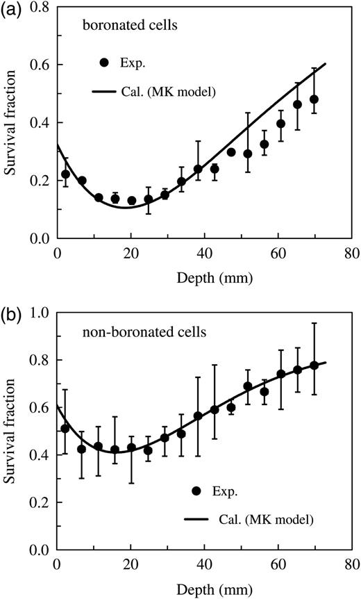 Comparison of the measured and calculated survival fractions of V79 Chinese hamster cells in the water phantom irradiated by the epithermal neutron beam. Panel (a) represents the data for cells with 5 ppm 10B concentration, whereas Panel (b) represents the data for the non-boronated cells.