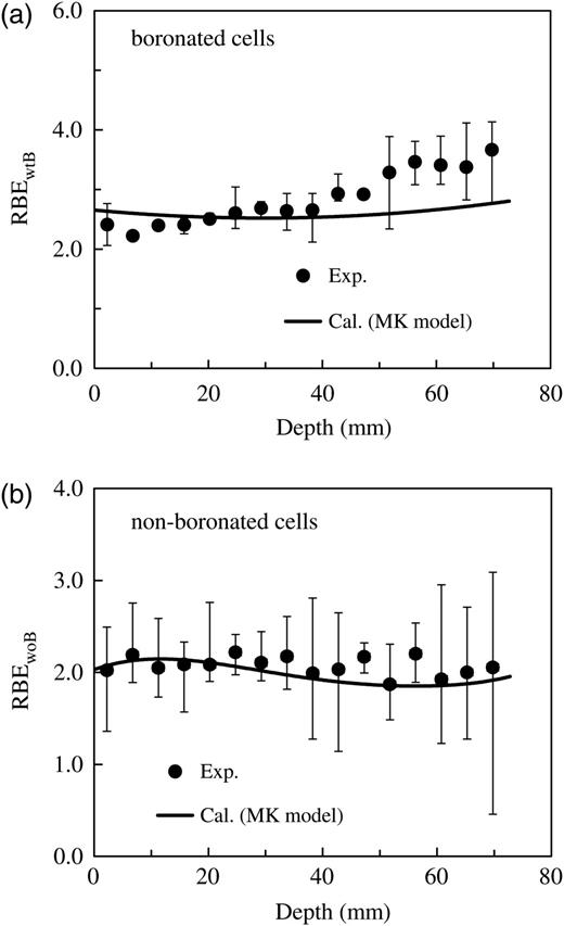 Comparison of the measured and calculated RBEs as an endpoint corresponding to the survival fractions of the V79 Chinese hamster cells in the water phantom irradiated by the epithermal neutron beam (depicted in Fig. 7). Panel (a) represents the data for cells with 5 ppm 10B concentration, whereas Panel (b) represents the data for the non-boronated cells.