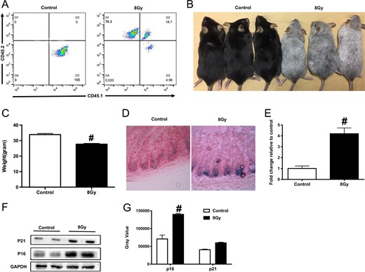 Total body irradiation (TBI) induced small intestine senescence in mice after transplantation of bone marrow cells (BMCs). Five mice were exposed to 8 Gy TBI, then BMCs were injected into mice through the lateral canthus vein. Mice were euthanized 10 months after TBI, then peripheral blood and small intestine were sampled as described in the Materials and Methods. Mice in the control group were of the same age and number as those in the TBI group. (A) Representative FACS plots showing the donor chimerism 10 months after transplantation of BMCs; (B) representative image of mice from the control and TBI groups; (C) bar graph showing the body weight of mice in the two groups (n = 5 in each group); (D) representative images of SA-β-gal staining in the small intestinal crypts; (E) bar graph showing the relative SA-β-gal intensity in the small intestinal crypts; (F) western blot images showing the expression of p21 and p16 proteins; (G) the relative quantitative analyses of p21 and p16 proteins.