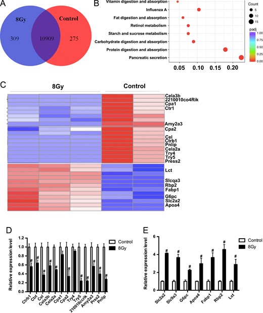 Total body irradiation (TBI)-induced gene expression changes in mice small intestine crypts. Five mice were exposed to 8 Gy TBI, then BMCs were injected into mice through the lateral canthus vein. Mice were euthanized 10 months after TBI, then small intestinal crypts were obtained from the rectum, as described in the Materials and Methods. Mice in the control group were of the same age and number as those in the TBI group. (A) Venn diagram showing the overlap and significantly differentially expressed genes between the control mice and TBI mice small intestinal crypts; (B) Kyoto Encyclopedia of Genes and Genomes (KEGG) pathway enrichment analysis 10 months after mice were exposed to TBI; (C) heat map of significantly differentially expressed genes enriched in the KEGG pathway; (D) relative expression of downregulated (D) and upregulated (E) significantly differentially expressed genes, verified by RT-PCR (n = 3 in each group).