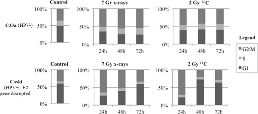 Cell cycle analyses of HPV-negative (C33a) and HPV-positive (Caski) cells after irradiation with 7 Gy photons and 2 Gy 12C after 24, 48 and 72 h, respectively.