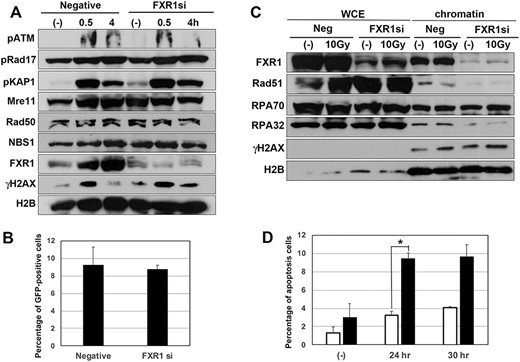 FXR1 may be dispensable for DSB damage responses. (A) HeLa cells were transfected by FXR1 siRNA or negative control siRNA, and after 2 days these cells were treated with 5 Gy of IR and analysed by western blot using the indicated antibodies. (B) U2OS-DRGFP cells were transfected by FXR1 siRNA or negative control siRNA, and after 2 days DR-GFP assay was performed to measure HR activity. HR activity level was measured as the percentage of GFP-positive cells by flow cytometery. (C) FXR1 may play a role in chromatin accumulation of HR factors. U2OS cells were transfected with FXR1 siRNA or negative control siRNA, and after 2 days these cells were irradiated with 10 Gy of γ-ray. After 4 h their cells were harvested and their chromatin fractions were prepared. Chromatin accumulation of DDR proteins was detected by western blot analysis using the indicated antibodies. WCE = Whole cell extract. (D) HeLa cells were transfected with FXR1 siRNA (closed column) or negative control siRNA (open column), and after 2 days their cells were treated with camptothecin (10 μM), then the percentage of apoptosis in cells was measured by flow cytometery; *P < 0.05.