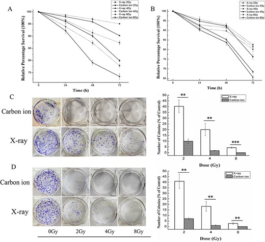 The effects of X-ray or carbon ion irradiation on the proliferation and colony formation of MDA-MB-231 cells (A) and MCF-7 cells (B) determined by 48-h CCK-8 assay. The cells were irradiated by X-rays or carbon ions at doses of 0, 2, 4 and 8 Gy, and then the OD values of all samples were determined under the same conditions. (C) and (D) show the colony formation results and the relative percentage of colonies of MDA-MB-231 (C) and MCF-7 (D) cells after irradiation with X-rays or carbon ions. The values are presented as a percentage of the control treatment (0 Gy). The results are the mean ± SD of three different experiments. **P < 0.01 and ***P < 0.001 by one-way ANOVA.