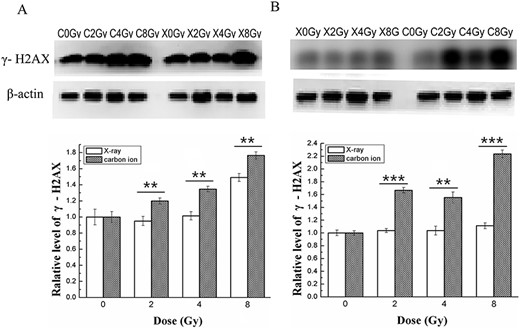 Effects of X-ray or carbon ion radiation on the expression level of γ-H2AX in MDA-MB-231 and MCF-7 cells. The blots show the expression levels of DNA DSB marker γ-H2AX in MDA-MB- 231 (A) and MCF-7 (B) cells measured by western blotting assay 48 h after X-ray or carbon ion radiation at doses of 0, 2, 4 and 8 Gy. The bar graphs show the relative levels of γ-H2AX in MDA-MB-231 (A) and MCF-7 (B) cells. β-Actin was used as the internal control. Data are the mean ± SD of three independent experiments. **P < 0.01 and ***P < 0.001 by one-way ANOVA.