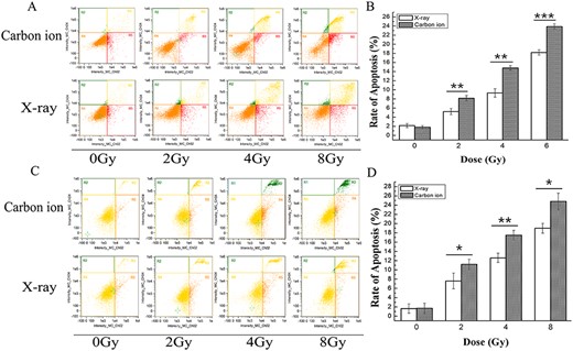 Apoptosis induced by X-rays or carbon ions in MDA-MB-231 and MCF-7 cells determined by flow cytometry 48 h after irradiation. The flow cytometric dot plots show the percentage of specific cell populations (live, early apoptosis and late apoptosis) in MDA-MB-231 (A) and MCF-7 (C) cells irradiated with X-rays or carbon ions at doses of 0, 2, 4 and 8 Gy. The bar graphs show the percentage of late apoptotic MDA-MB-231 (B) and MCF-7 (D) cells. Cells were double-stained with annexin V/PI to detect cells undergoing early and late apoptosis, which collected 10 000 events. Data are the mean ± SD of three independent experiments. *P < 0.05, **P < 0.01 and ***P < 0.001 by one-way ANOVA.