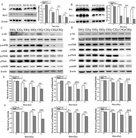 Effects of X-ray or carbon ion radiation on the expression levels of Bax, Bcl-2, the PI3K/Akt/mTOR signalling path way and cyclin B1 in MDA-MB-231 and MCF-7 cells. The blots show the expression levels of the cell apoptosis-related proteins Bax and Bcl-2, the expression levels and phosphorylation level of the Akt/mTOR/p70S6K signalling pathway, and cyclin B1 in MDA-MB-231 (A, C) and MCF-7 (B, D) cells measured by western blotting assay 48 h after X-ray or carbon ion radiation at doses of 0, 2, 4 and 8 Gy. The bar graphs show the ratio of p-Akt/Akt, p-mTOR/mTOR and p-p70S6K/p70S6K in MDA-MB-231 (E) and MCF-7 (F) cells. β-Actin was used as the internal control. Data are the mean ± SD of three independent experiments. *P < 0.05, **P < 0.01 and ***P < 0.001 by one-way ANOVA.