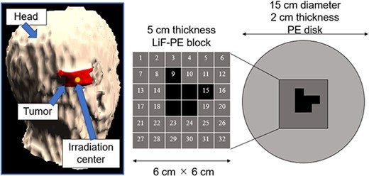 Tumor model and shape of the intensity modulator.