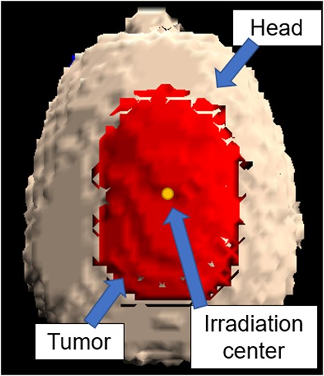 3D model of the head obtained using the SERA.