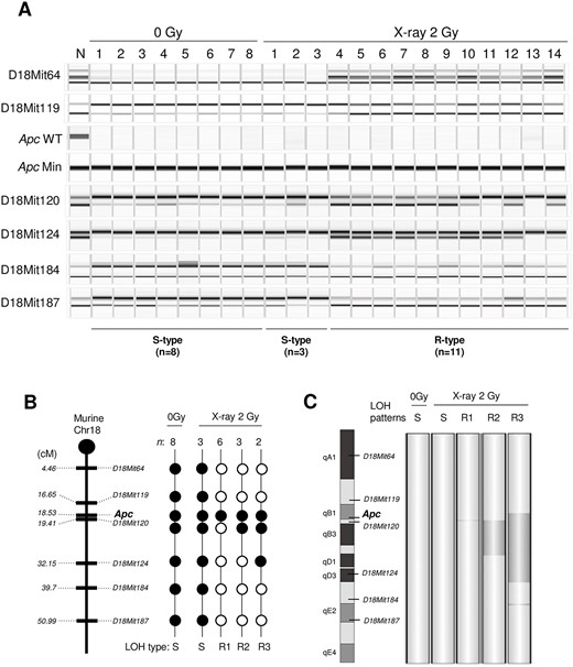LOH and aCGH analyses using PFPE intestinal tumor samples. (A) LOH analysis of six microsatellite markers and the Apc locus on chromosome 18 in LMD samples from the 0 Gy (n = 8) and 2 Gy X-ray exposure groups (n = 14). N = normal tissue. (B) Mapping of the LOH results. Solid circle, LOH; open circle, no LOH. n, number of cases with the indicated LOH pattern; S = spontaneous type; R = radiation-induced types (R1–R3). (C) Changes in DNA copy number identified by aCGH analysis. Dark gray denotes regions with copy number loss detected by aCGH.