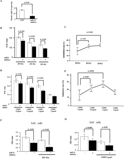 Effects of miR-21 inhibitor on radiosensitivity and chemosensitivity. (A) MiR-21 inhibitor in FaDu cells showed that ~70% knockdown of miR-21 expression is obtained by 48 h after transfection of 70 nM of miR-21 inhibitor (n = 3). (B) Antiproliferative effect of radiation with miR-21 inhibitor on MTT assay. FaDu cells transfected with miR-21 inhibitor are treated with various dose of radiation (0, 2 or 4 Gy) for three times (n = 6). (C) Inhibition rate for radiation with miR-21 inhibitor is assessed by MTT assay. Inhibition rate is enhanced by 2-Gy radiation with miR-21 inhibitor. (D) Antiproliferative effect of cisplatin with miR-21 inhibitor on MTT assay. FaDu cells transfected with miR-21 inhibitor are treated with various concentration of cisplatin (0, 0.2, 1 or 5 μg/ml) for 48 h (n = 6). (E) Inhibition rate for cisplatin with miR-21 inhibitor is assessed by MTT assay. Inhibition rate is enhanced by 1 μg/ml of cisplatin with miR-21 inhibitor. (F, G) Effects of miR-21 inhibitor are also confirmed in SAS cells. Antiproliferative effects from co-treatment with radiation and miR-21 inhibitor are demonstrated in the left panel. Effects from co-treatment with cisplatin and miR-21 inhibitor are shown in the right panel. Values are presented as mean ± standard error. Data are representative of three independent experiments.