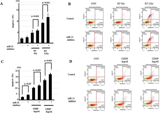 Apoptotic effects of miR-21 inhibitor in HNSCC. (A) Apoptosis assay is performed to measure the population of apoptotic FaDu cells after exposure to radiation with miR-21 inhibitor. Rate of apoptotic cells is significantly enhanced by miR-21 knockdown with radiation (n = 6/group) as shown in the left panel. (B) Representative graphs of flow cytometry for miR-21 knockdown with radiation. Upper left: no treatment; middle left: 4-Gy radiation alone; lower left: 12-Gy radiation alone; upper right: miR-21 inhibitor alone; middle right: miR-21 inhibitor +4-Gy radiation; lower right: miR-21 inhibitor +12-Gy radiation. (C) Apoptotic effects of cisplatin are enhanced by co-treatment with miR-21 inhibitor. Rate of apoptotic cells is significantly enhanced by miR-21 knockdown with cisplatin (n = 6/group). (D) Representative graphs of flow cytometry for miR-21 knockdown with cisplatin. Values are presented as mean ± standard error. Data are representative of three independent experiments.