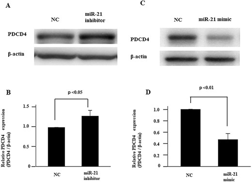 Effects of miR-21 on expression of PDCD4. Administration of miR-21 inhibitor increases the expression of PDCD4 in FaDu cells, as assessed by western blot analysis. Full length western blot data of Fig. 5A are provided as Supplementary Data 1 (Suppl. 1). (B) PDCD4 protein expression level after transfection of miR-21 inhibitor is standardized against the level of GAPDH and presented as the relative intensity. (C) Overexpression of miR-21 suppresses expression of PDCD4 in FaDu cells, as assessed by western blot analysis. Full length western blot data of Fig. 5C are provided as Supplementary Data 2 (Suppl. 2). (D) PDCD4 protein expression level with overexpression of miR-21 is standardized against the level of GAPDH and presented as the relative intensity. Values are presented as mean ± standard error. Data are representative of three independent experiments. Data are representative of three independent experiments (n = 3).