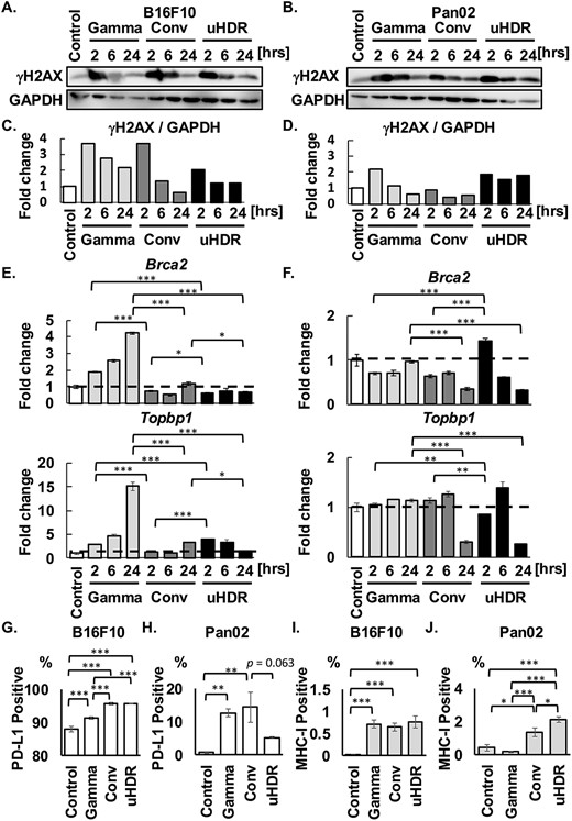 The impact of uHDR C-ion on DSB repair pathway. (A-D) γH2AX and GAPDH were shown, and GAPDH is the same loading control in Fig. 1. The ratios between γH2AX and GAPDH were shown. (E, F) Fold expression changes of Brca2 and Topbp1 were normalized with the control group in both cells. The dashed lines indicated in the bar graphs mean the value of 1, the same as the control. Data are indicated mean ± S.E. (G-J) The population of PD-L1-positive and MHC-I-positive cells were shown. Data are indicated mean ± S.E. *P < 0.05, **P < 0.01, ***P < 0.0001.