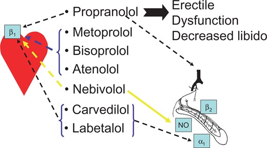 β-adrenoceptor antagonists and erectile function. Propranolol is a general β-adrenoceptor antagonist, while carvedilol and labetalol also block α1-adrenoceptors. Metoprolol, bisoprolol, and atenolol are selective β1-adrenoceptor antagonists, and nebivolol, in addition, leads to release of nitric oxide (NO).