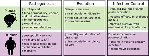 Comparison of influenza pathogenesis, evolution and infection control in mouse models of obesity and human cohorts. Tx, treatment; ↑, increase; ↓, decrease.
