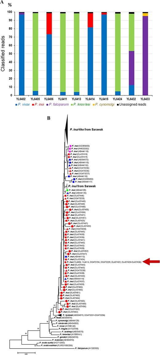 (A) Distribution of Plasmodium species among classified reads of Plasmodium mtcoi-targeted deep amplicon sequencing of isolates containing mixed-species infections. (B) Maximum likelihood tree inferred from the Plasmodium mitochondrial cytochrome oxidase subunit 1 gene spanning 1319 bp with emphasis on P. inui isolates from humans (circles), macaques (squares) and Anopheles (triangles). Isolates/clones are from Thailand (red), Peninsular Malaysia (blue), South China (purple) and Sulawesi (green). The corresponding GenBank accession numbers are shown in parentheses. Bootstrap values >60% are indicated along the branches. Scale bar represents number of nucleotide substitutions per site. Red arrow denotes identical sequences among two human isolates in this study, two isolates from Anopheles introlatus and 11 isolates from macaques in Narathiwat Province.8