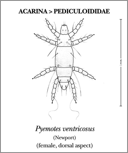 Pyemotes ventricosus mite