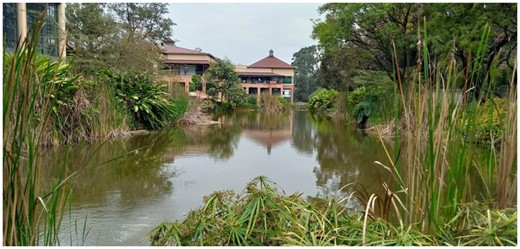 2: Variety of plants along the edge of wetland at the Hub, Karen and larger percentage of surface of open water illustrated in the decorative photograph.