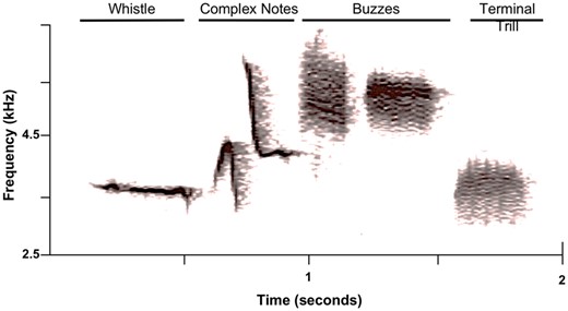 Typical Gambel’s white-crowned sparrow song in spectrogram using Raven Pro 1.3. A full song consists of five parts: a whistle, complex notes, two buzzes and a terminal trill. The buzzes are usually the highest note, although some birds have a similar maximum frequency in the note complex. The terminal trill contains the lowest pitches of the song. A typical song is about 2 s long