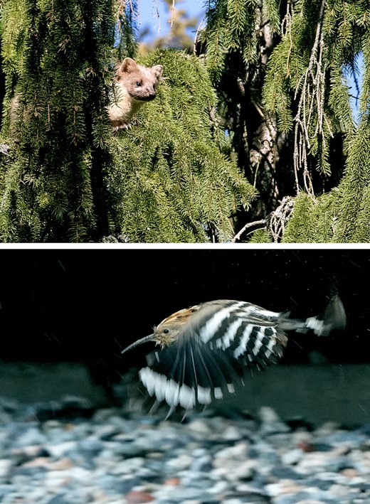 Examples of biodiversity of the City of Lahti: European Pine Marten (Martes martes) (top); Hoopoe (Upupa epops) (bottom). Photo credit: Timo Kairesalo.