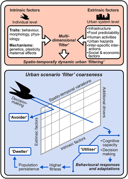 Graphical representation of an integrative conceptual framework on avian urban filtering. It includes: (i) the multi-dimensional set of ‘filters’ that individuals need to go through in highly dynamic urban scenarios, which vary spatially and temporally are given by a set of intrinsic and extrinsic filter factors (upper peach panel) and (ii) the coarseness of such ‘filters’ (abstraction on the narrowness/broadness of the probability for a species to ecologically enter or not a city) and the behavioural responses and adaptations that classify species in relation with their response to urbanisation (i.e. ‘avoider’, ‘utiliser’ and ‘dweller’) (lower blue panel). ‘Utilisers’, through behavioural responses and adaptations, could become ‘dwellers’ by increasing their fitness and leading to population persistence (independence of non-urban individuals in meta-population dynamics to maintain the urban population of a species; for a further detailed description of the framework, see the section ‘An integrative conceptual framework on avian urban filtering’).