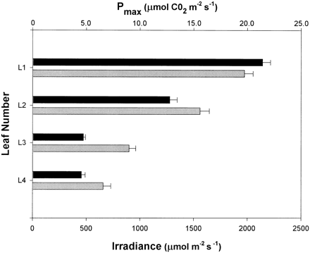 Light penetration and photosynthetic capacity of a rice canopy. Shown are values for Pmax (black) and irradiance (grey) determined for the four leaves of the rice plant. Pmax values are the maximum for those leaves. Irradiance was recorded at midday at the height of the middle of each leaf.