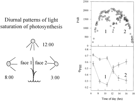 Diurnal patterns of light saturation of photosynthesis in the upper (flag) leaf of rice. On the left a diagrammatic representation of how the two faces of the erect rice leaf are exposed to peak irradiances in the morning and afternoon. On the right are data obtained: top, recordings of PAR for face 1 (squares), face 2 (triangles) and maximum irradiance (circles). Bottom: data for the parameter ϕPSII obtained from Chl fluorescence measurements for each leaf face. A maximum value of aproximately 0.8 indicates a leaf operating with maximum quantum efficiency. A light‐saturated leaf gives a value of aproximately 0.2 (redrawn from Murchie et al., 1999).