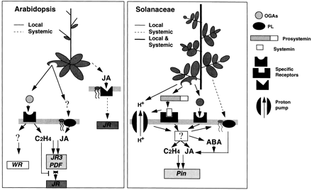 Comparison of wound signalling pathways in Arabidopsis thaliana and solanaceous plants. Arabidopsis: On the left side, mechanical wounding of a leaf in Arabidopsis releases oligosaccharides (OGAs) that bind to specific receptors and activate WR gene expression and ethylene (C2H4) production in the damaged leaf. Other factors (?) are also produced that activate the JA biosynthetic pathway leading, in concert with ethylene perception, to expression of JR3, PDF1.2, and other responsive genes in the damaged leaf. On the other hand, ethylene prevents local induction of JR genes. On the right side, JA binds to unknown receptors and activates the expression of JR genes in the systemic tissues. Solanaceae: In damaged leaves, processing of prosystemin releases the active systemin peptide which binds to a specific receptor. Oligosaccharides are also released and proton pumps activated. This series of events results in an increase in the levels of abscisic acid (ABA), ethylene, and JA, both in the damaged leaves and in the systemic ones. ABA is required for JA production, whereas ethylene and JA are simultaneously required for activation of proteinase inhibitor (pin) gene expression in both local and systemic leaves.