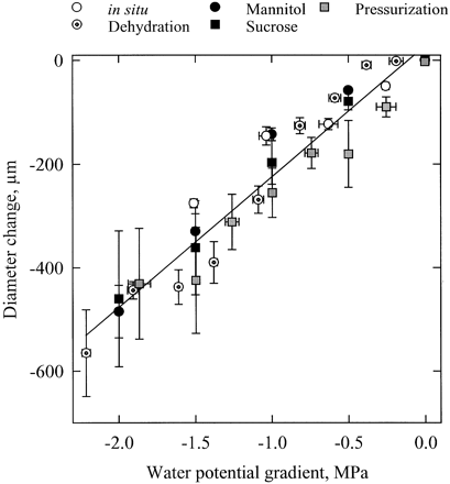 Dependence of stem diameter variation (y‐axis) on water potential difference (x‐axis) between xylem and bark tissues. Diameter variations were measured on transpiring potted trees (open circles), on dehydrating cut branches (crossed circles), by perfusing branch segments with concentrated solutions of mannitol (closed circles) and sucrose (closed squares) and by pressurizing segments in a pressure sleeve (gray squares). The error bars indicate ±1 SE and the line is a linear regression through all the data.