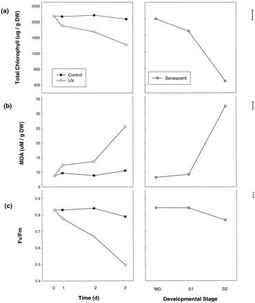 Quantitative changes in (a) chlorophyll, (b) lipid peroxide (MDA) and (c) chl fluorescence (Fv/Fm) in UV‐B treated outer older and naturally senescent leaves of Arabidopsis thaliana. Measurements were taken from the outer leaves of 4‐week‐old plants which were treated with or without UV‐B for 1, 2 and 3 d or from leaves of plants left to senesce naturally (MG, mature green; S1, early senescence; S2, mid‐senescence showing signs of yellowing). For the UV‐B experiments, the outer rosette leaves were taken at random from plants in different parts of the cabinets, 6 h into each photoperiod and at least three plants were used per sample for analysis. For the senescence experiments, the lower rosette leaves were taken from at least five plants grown for 4 weeks (MG), 5 weeks (S1) and 8 weeks (S2) in the absence of UV‐B or UV‐A. Each point is an average of three independent experiments and the error bars indicate the standard error of the differences of the means (SED).