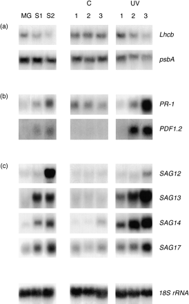 Transcripts levels in wild‐type Arabidopsis plants exposed to supplementary UV‐B or left to senesce naturally (for details see Materials and methods). (i) Northern blot analysis showing transcripts of (a) photosynthetic genes, (b) defence‐associated genes and (c) senescence‐associated genes in UV‐B‐treated and naturally senescing leaves. RNA was extracted from the outer leaves of 4‐week‐old plants which were treated with (UV) or without (C) supplementary UV‐B radiation for 1, 2 and 3 d or from leaves of plants left to senesce naturally (for further details see Fig. 1 legend). The blots shown are representative of results obtained from three separate independent experiments.