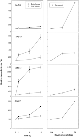 Quantitative changes in SAG12, 13, 14, and 17 transcript levels from inner younger and outer older leaves of plants treated with supplementary UV‐B or from leaves left to naturally senesce. The amount of hybridized radioactivity was quantified using a phosphorimager; the data shown have been corrected for loading differences by using the counts obtained with 18S rRNA. The data are presented, from the UV‐B experiments, as percentage transcript levels in UV‐B‐treated plants as compared to control plants and from the senescence experiments, as percentage transcript levels in S1 or S2 compared with levels in MG leaves. Values are means±SE of three independent experiments.