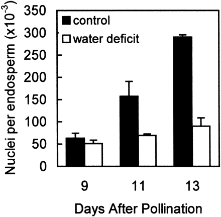 Effect of water deficit on the proliferation of endosperm nuclei in maize kernels. Samples were obtained from well‐watered control plants (▪) and from plants subjected to water deficit from 5–13 DAP (□). Nuclear counts were obtained by flow cytometry. Means ±SE of six replicates are indicated.
