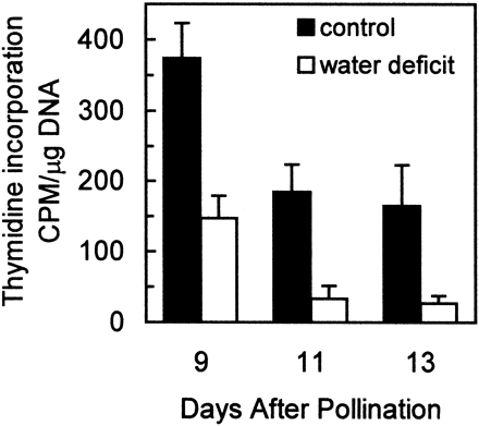 Effect of water deficit on DNA synthetic activity, estimated with 3H‐thymidine incorporation into DNA, of endosperms in developing maize kernels. Samples were obtained from well‐watered control plants (▪) and from plants subjected to water deficit from 5–13 DAP (□). Data are expressed as the counts min−1 (CPM) of 3H‐thymidine incorporated μg−1 of total DNA. Means±SE of six replicates are indicated.