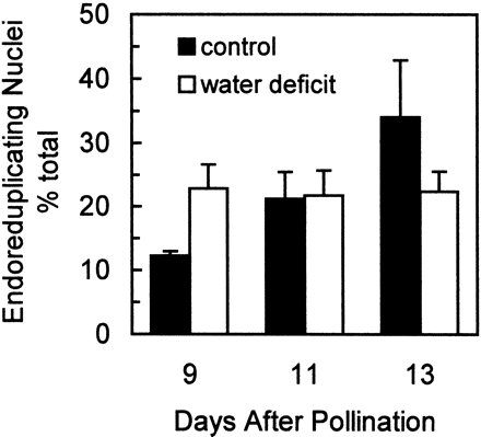 Effect of water deficit treatments on the proportion of nuclei that have undergone endoreduplication. Nuclei with DNA contents ≥12C were summed to calculate the percent of nuclei in endoreduplication. Samples were obtained from well‐watered control plants (▪) and from plants subjected to water deficit from 5–13 DAP (□). The number of nuclei was determined using flow cytometry and nuclear counts were summed for each DNA‐content size class, where 1C is the haploid nuclear DNA content (approximately 2.7 pg for this maize genotype). Means±SEM of six replicates are indicated.