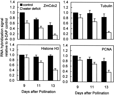 Effect of water deficit on relative abundance of transcripts encoding gene products involved in cell proliferation and endoreduplication. Samples were obtained from well‐watered control plants (▪) and from plants subjected to water deficit from 5–13 DAP (□). Levels of RNA encoding ZmCdc2 (Colasanti et al., 1991), α‐tubulin (Montoliu et al., 1989), histone H3 (Chaubet et al., 1986), and PCNA (Suzuka et al., 1991) in 20 μg of total RNA were determined by hybridization of RNA gel blots with 32P‐labelled cDNA probes. Each blot was subsequently washed free of probe and rehybridized with ribosomal RNA probe, pGMR from soybean, to establish that lanes were equally loaded (data not shown). Signals on autoradiograms were quantified by laser densitometry and normalized with respect to the 9 DAP control sample for each probe. Means±SEM of four replicates are indicated.