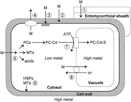 Summary of potential cellular mechanisms available for metal detoxification and tolerance in higher plants. 1. Restriction of metal movement to roots by mycorrhizas. 2. Binding to cell wall and root exudates. 3. Reduced influx across plasma membrane. 4. Active efflux into apoplast. 5. Chelation in cytosol by various ligands. 6. Repair and protection of plasma membrane under stress conditions. 7. Transport of PC‐Cd complex into the vacuole. 8. Transport and accumulation of metals in vacuole. (Modified after Marschner, 1995.)