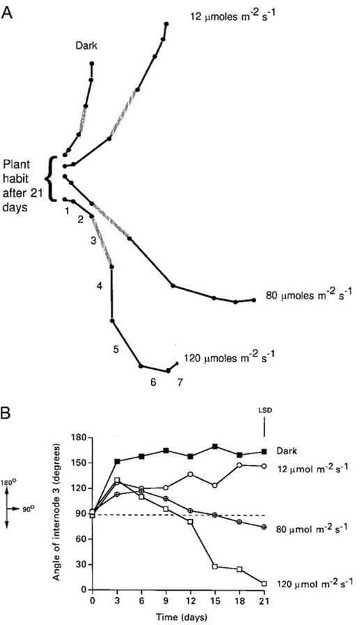 (a) Drawings of the orientation of the axes of individual nodes of a typical 21‐d‐old Tradescantia cutting grown under different light regimes. Node 1 is the oldest and is the anchoring point for each cutting. Node 3 for which data are presented is shown shaded. (b) The GSA of node 3 of Tradescantia cuttings is dependent on the fluence rate of white light. The data shown are for node 3 of individual plants that most closely matched the median value of the population on day 21. The LSD value shown applies to the means of the population on day 21 where ANOVA showed that there was a highly significant effect of light (P<0.001).